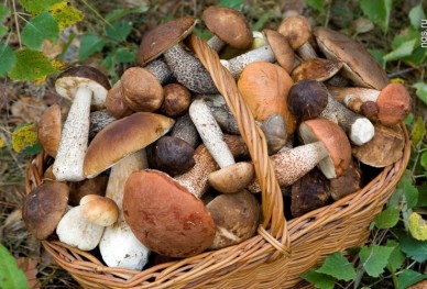 The Many Health Benefits of Mushrooms